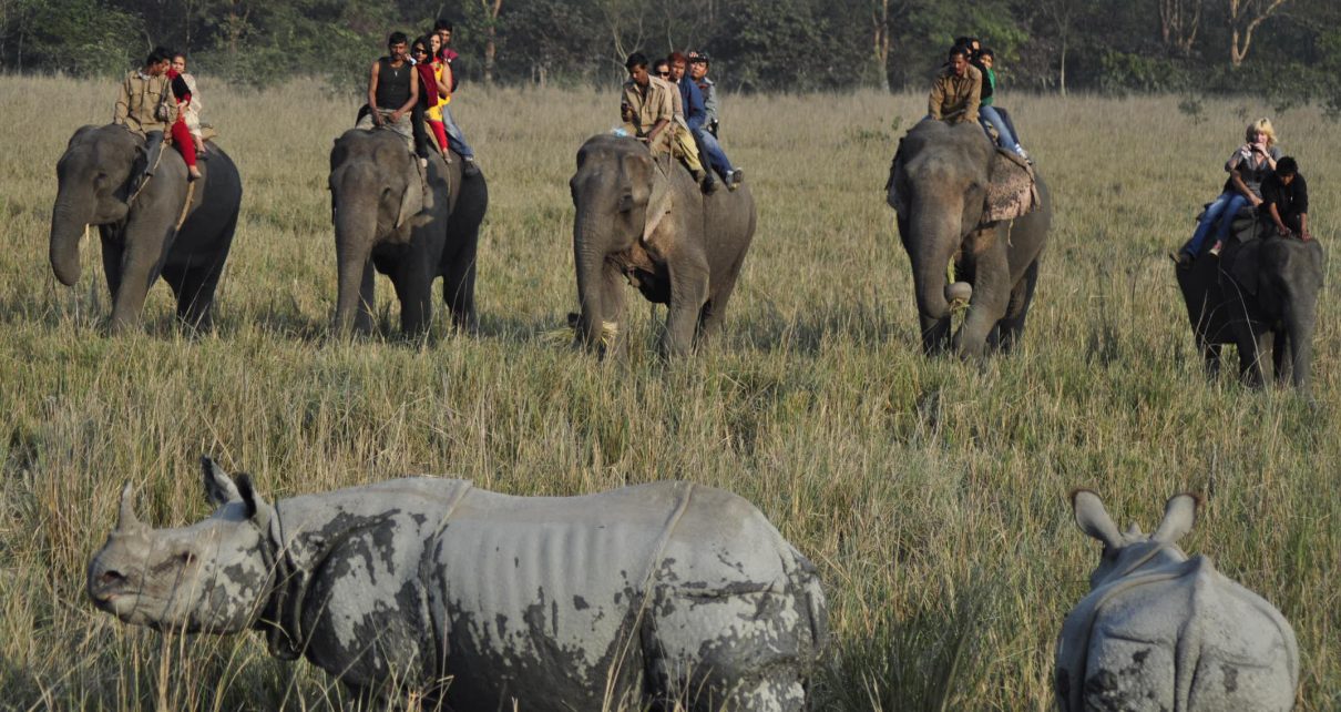 Assam wildlife tourism