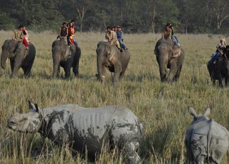 Assam wildlife tourism
