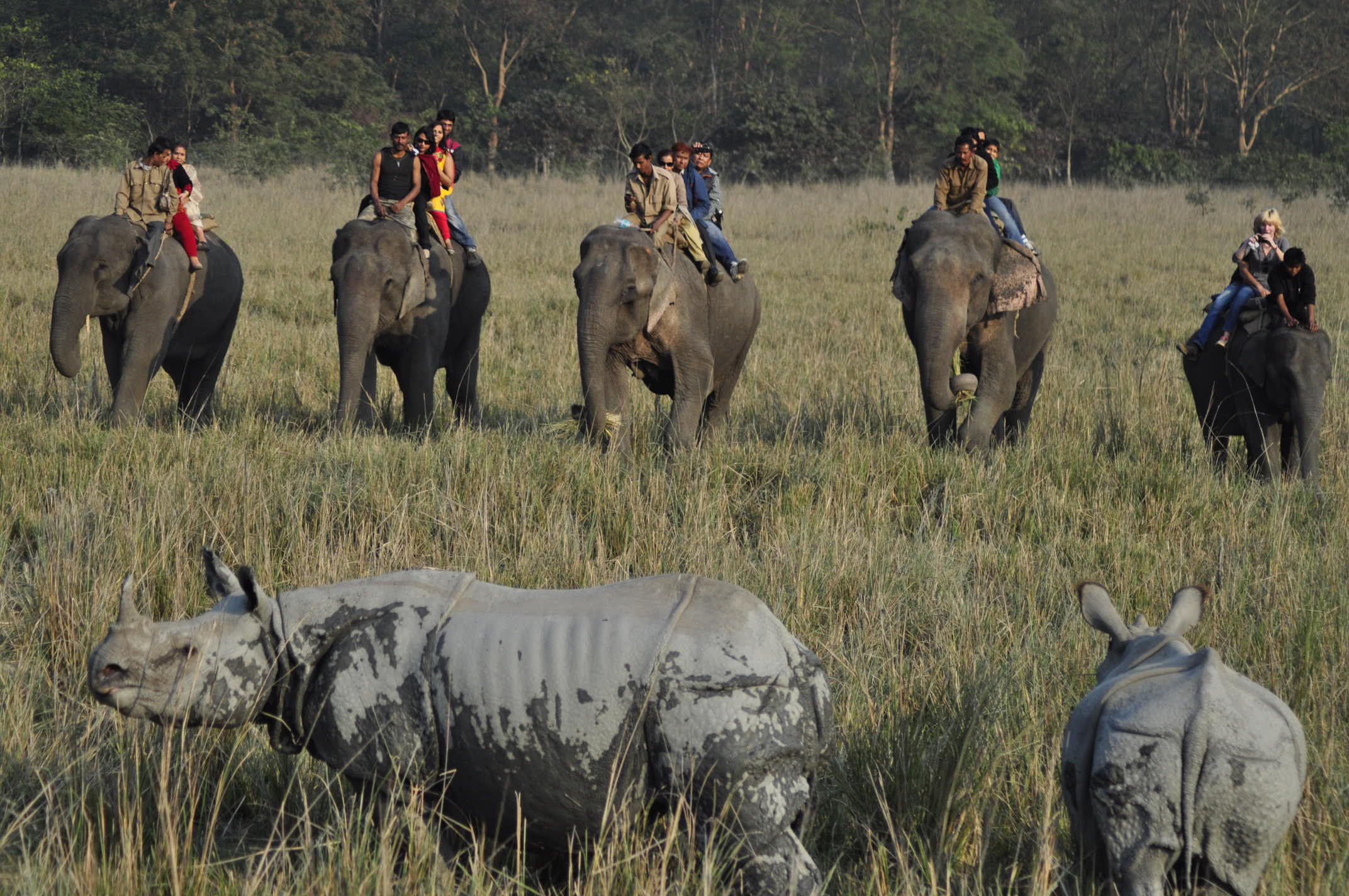 Assam wildlife tourism