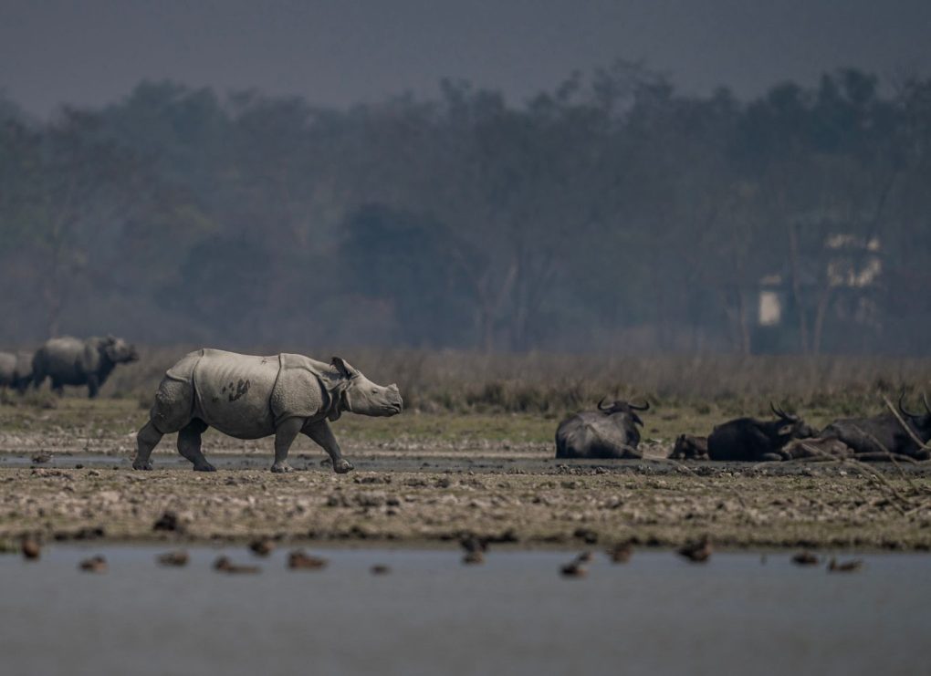 Pobitora Wildlife Sanctuary reopening