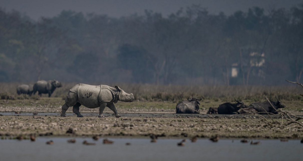 Pobitora Wildlife Sanctuary reopening