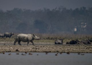 Pobitora Wildlife Sanctuary reopening