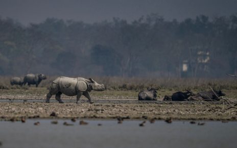 Pobitora Wildlife Sanctuary reopening